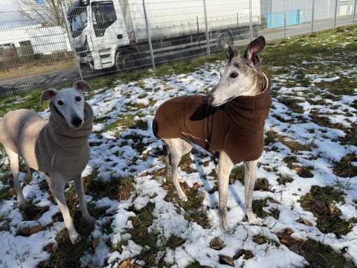 Galgos im Schnee
