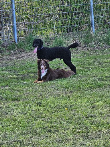 Großpudel und Aussi auf der Wiese