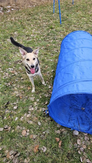 Begeisterung beim Spielen  - Beige-Schwarzer Hund vor einem blauen Tunnel