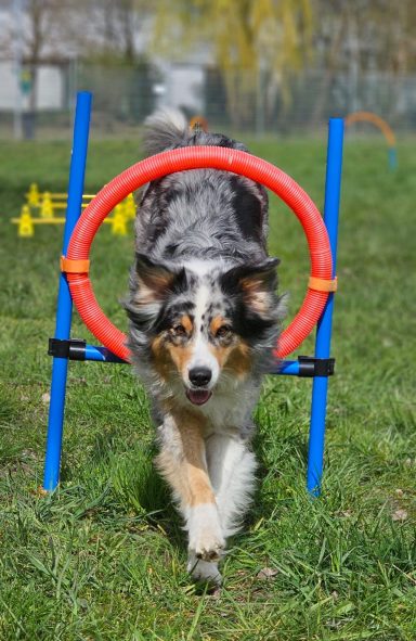 Aussi (merlefarben) springt durch Ring