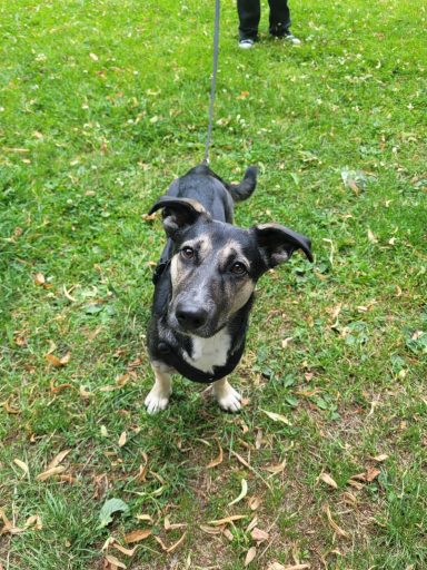 Auf der Hundewiese. Ein kleiner Schäferhund-Mix auf der grünen Wiese