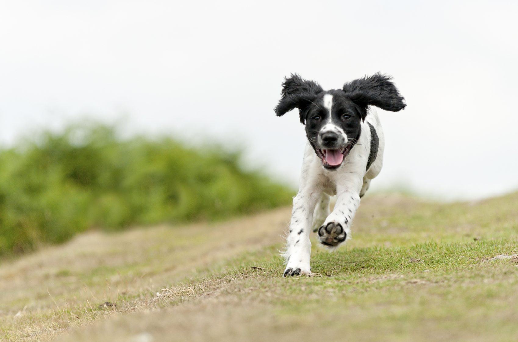 Schwarz-weißer Hund läuft auf Wiese