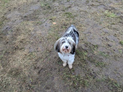 Tibet Terrier auf der Wiese