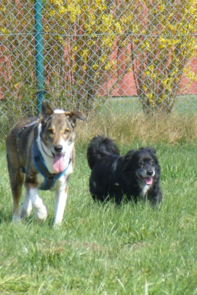 Ein schwarzer Hund und ein braun-weißer Hund auf der Wiese